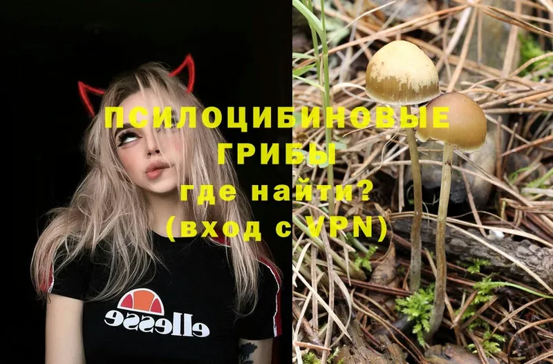 Псилоцибиновые грибы Psilocybe  Видное 